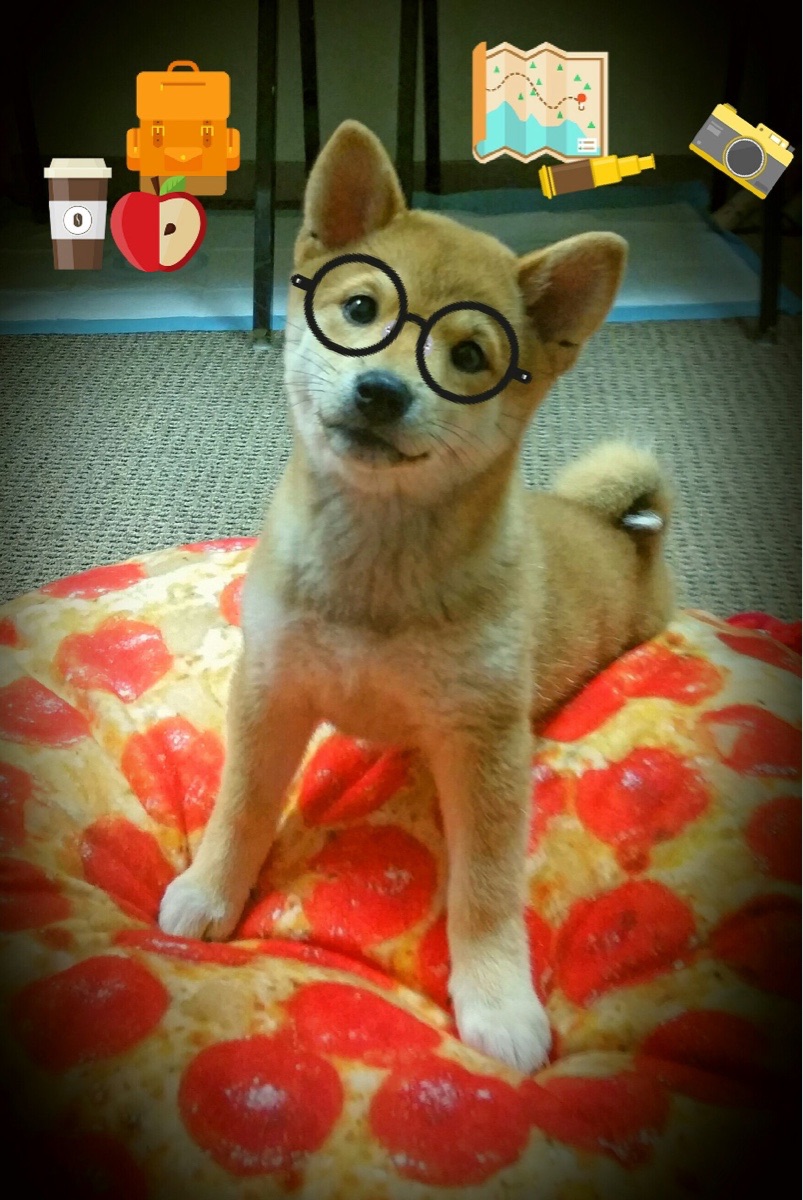 当约基奇成为教科书,雷霆对阵北京队一役中的大师级表演